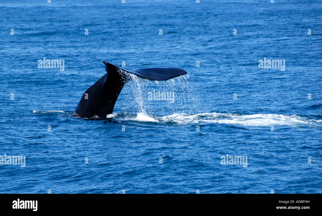Sperm Whale diving Kaikoura South Island New Zealand Stock Photo