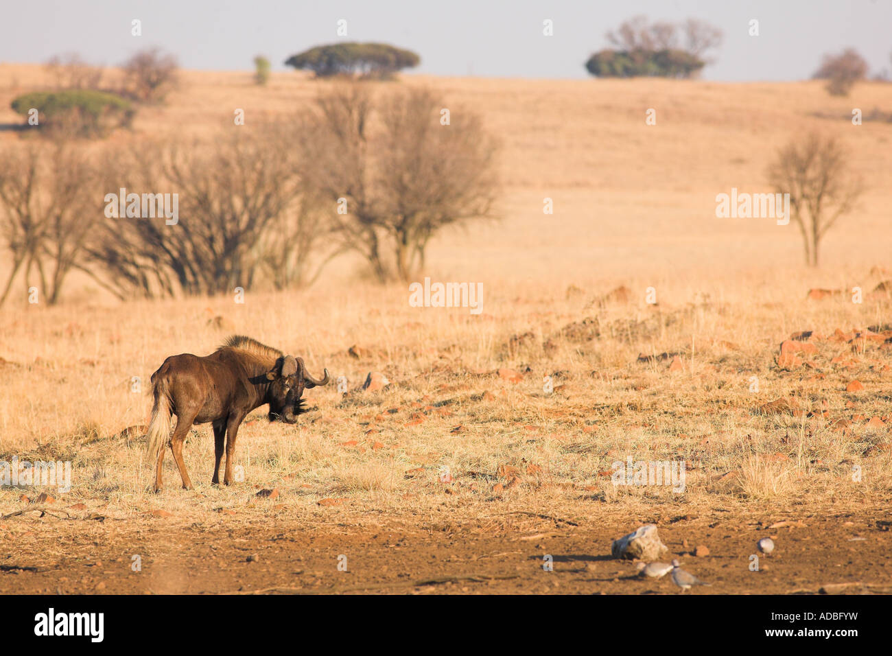 African veldt hi-res stock photography and images - Alamy