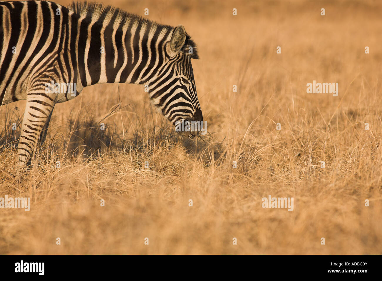 African veldt hi-res stock photography and images - Alamy
