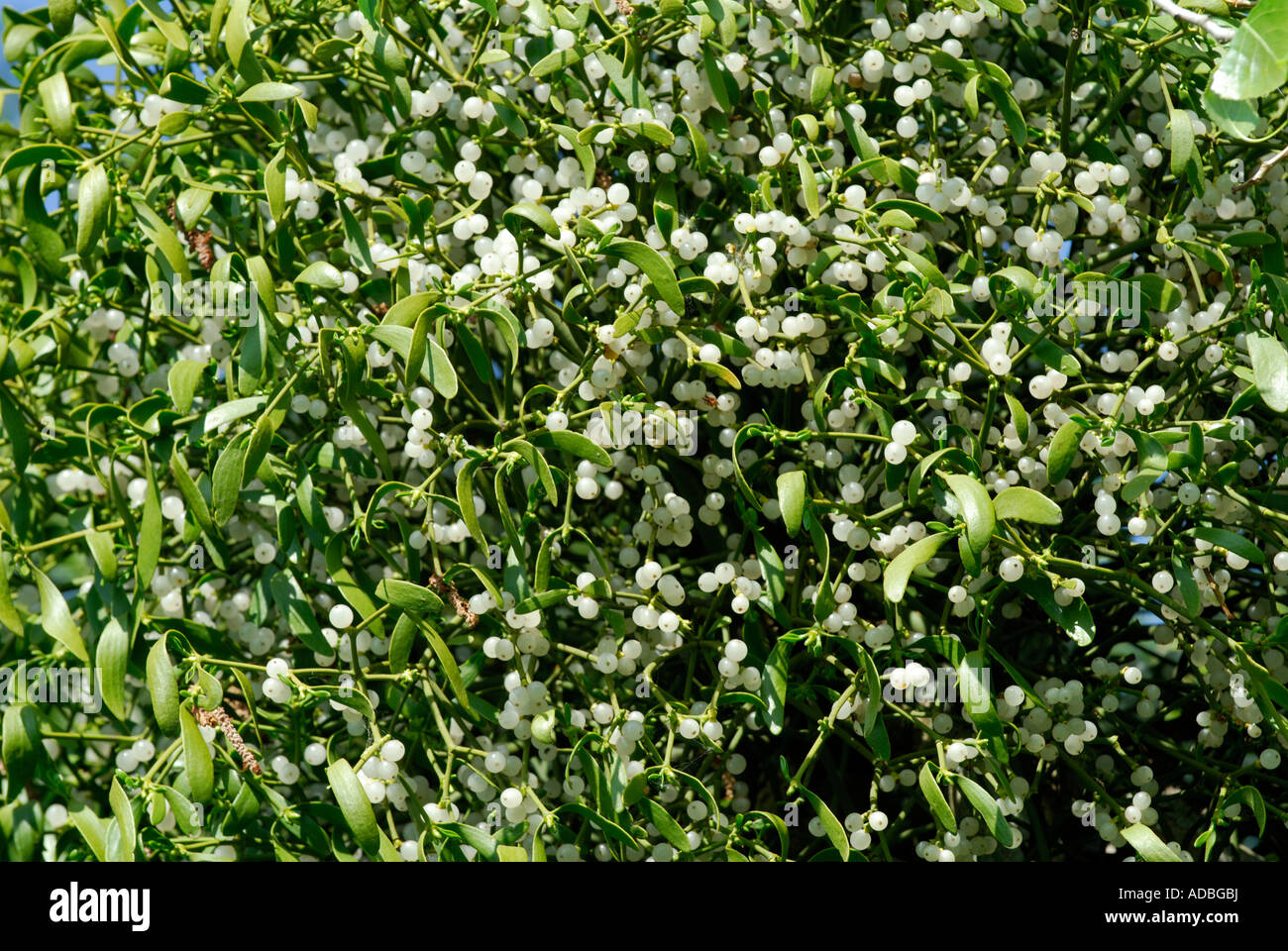 Bunch of Mistletoe - Viscum album -  France. Stock Photo