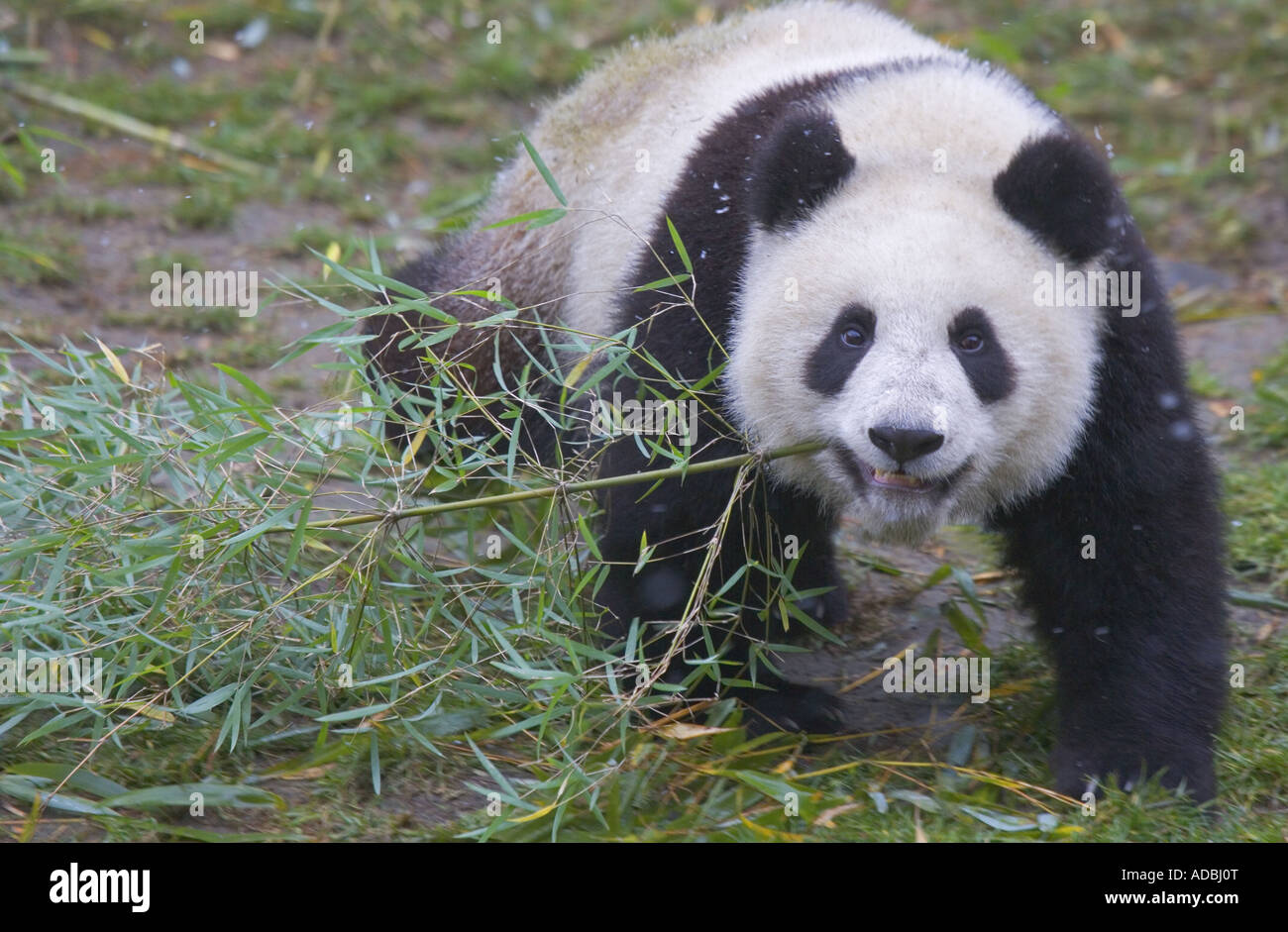 Giant Panda Wolong Sichuan China Stock Photo