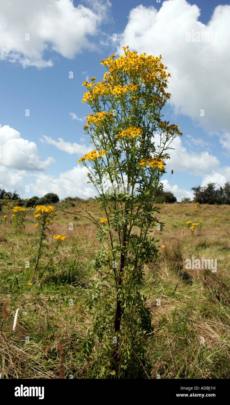 common Ragwort Senecio jacobaea poisonous weed Stock Photo - Alamy