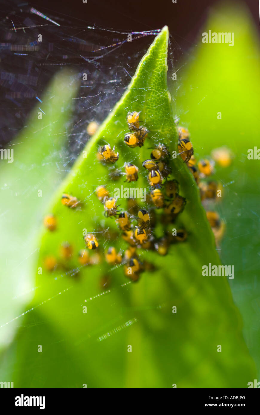 Vertical macro of young baby spiderlings of the common garden spider 'araneus diadematus' in a protective group on a leaf Stock Photo