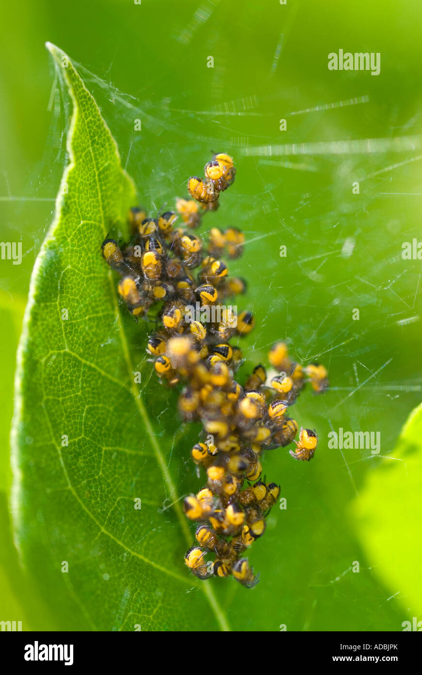 Vertical macro of young baby spiderlings of the common garden spider 'araneus diadematus' in a protective group on a leaf Stock Photo