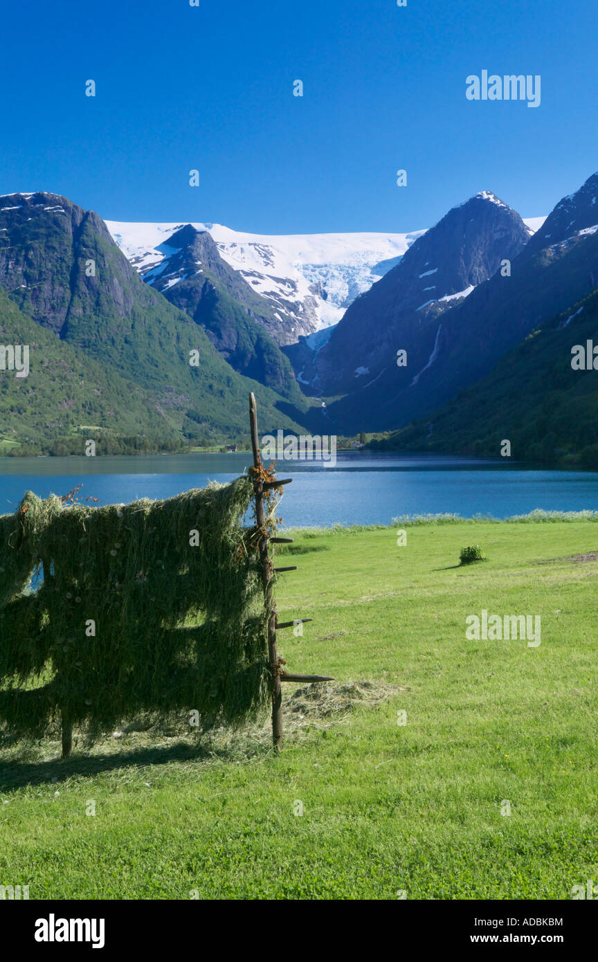 Hay drying on racks next to Oldevatnet Oldedalen near Olden Stryn Sogn og Fjordane Norway Stock Photo