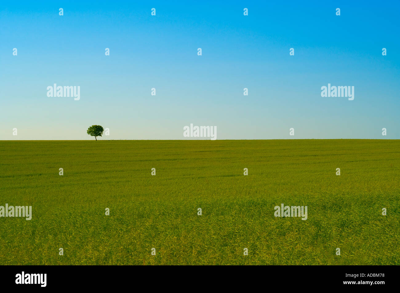 tree in field with blue sky in background Stock Photo