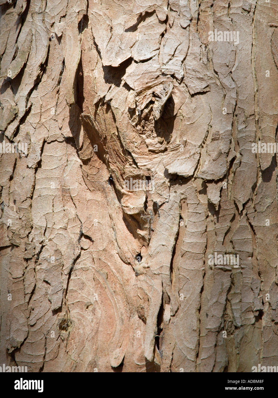 Rough textured tree bark Stock Photo Alamy