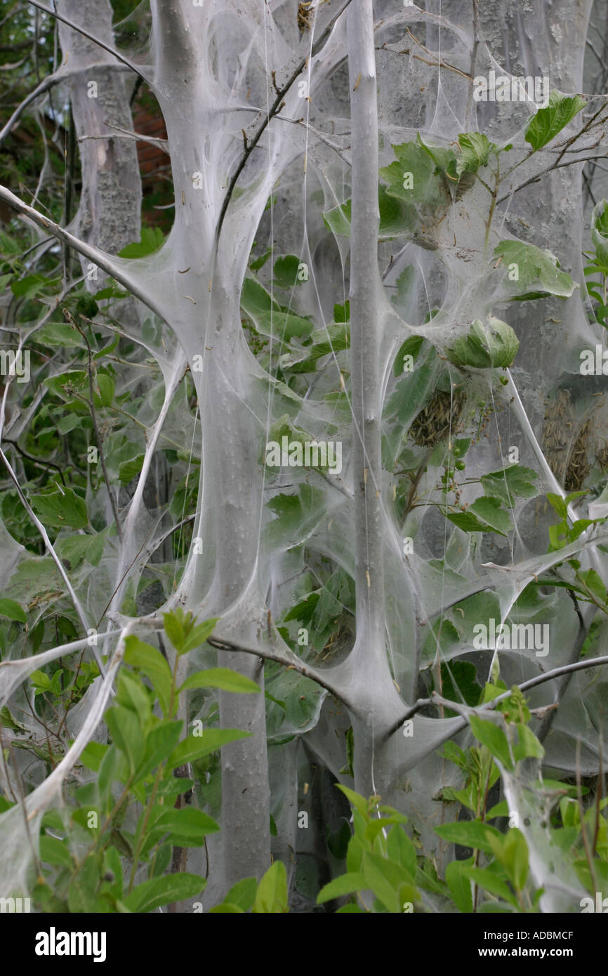 Bird cherry ermine moth larvae Stock Photo Alamy
