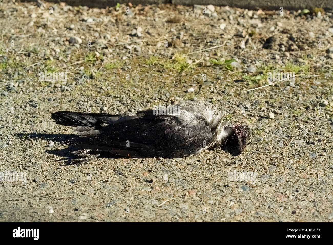 dead hooded crow on ground Stock Photo Alamy