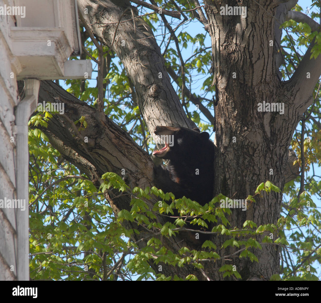 A black bear sits in a tree in Hamden Connecticut USA after wandering into the city from Northern Connecticut and being cornered Stock Photo
