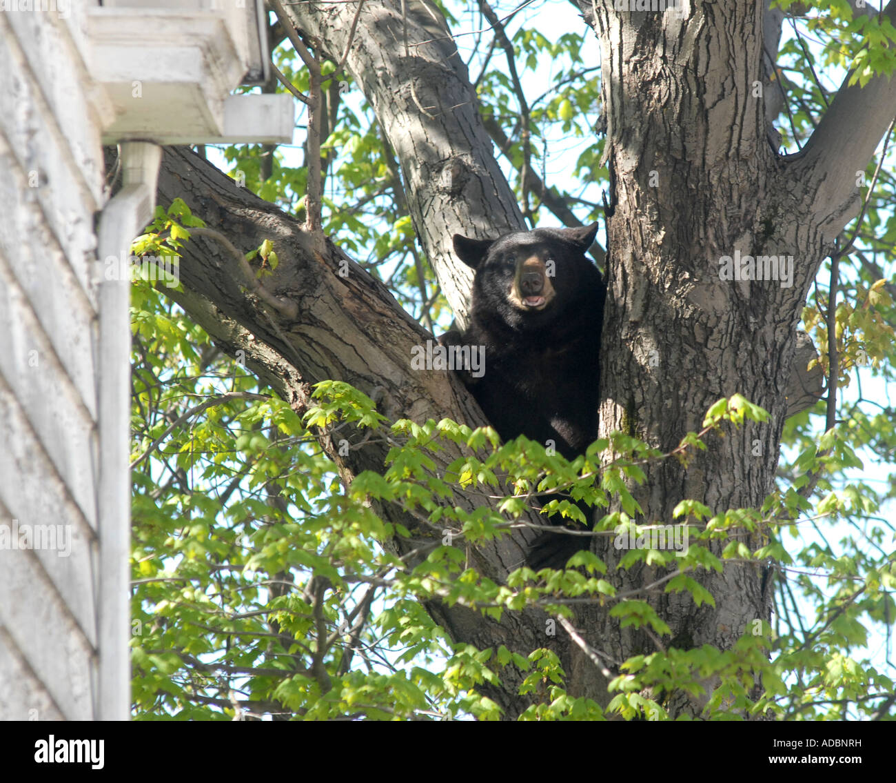 A black bear sits in a tree in Hamden Connecticut USA after wandering
