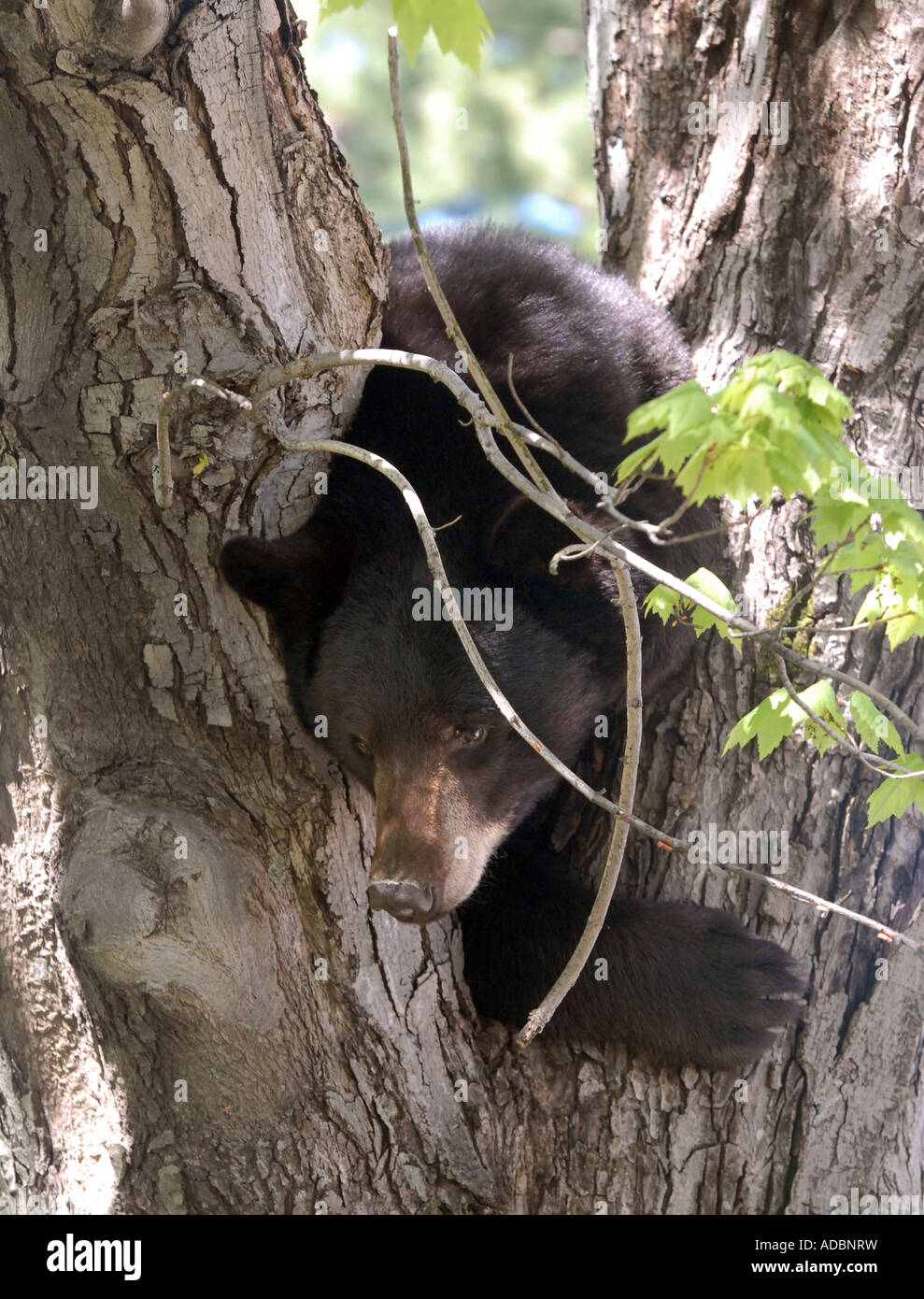 A black bear sits in a tree in Hamden Connecticut USA after wandering into the city from Northern Connecticut and being cornered Stock Photo