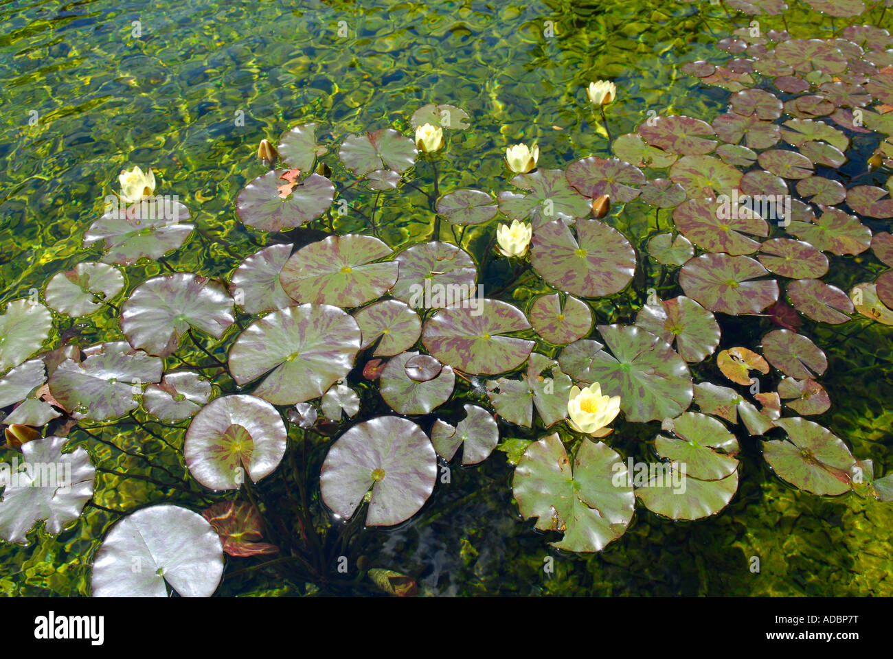 Water lilies with yellow flower in bloom Stock Photo - Alamy