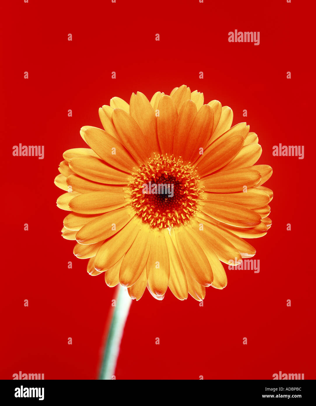 Gerbera flower against red background Stock Photo