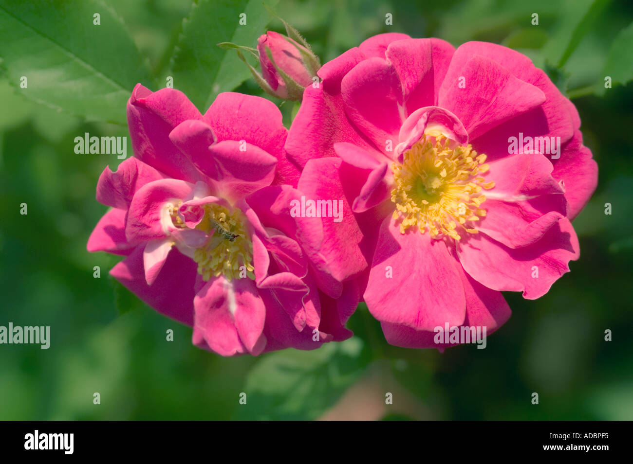 Pink Rose duo Stock Photo