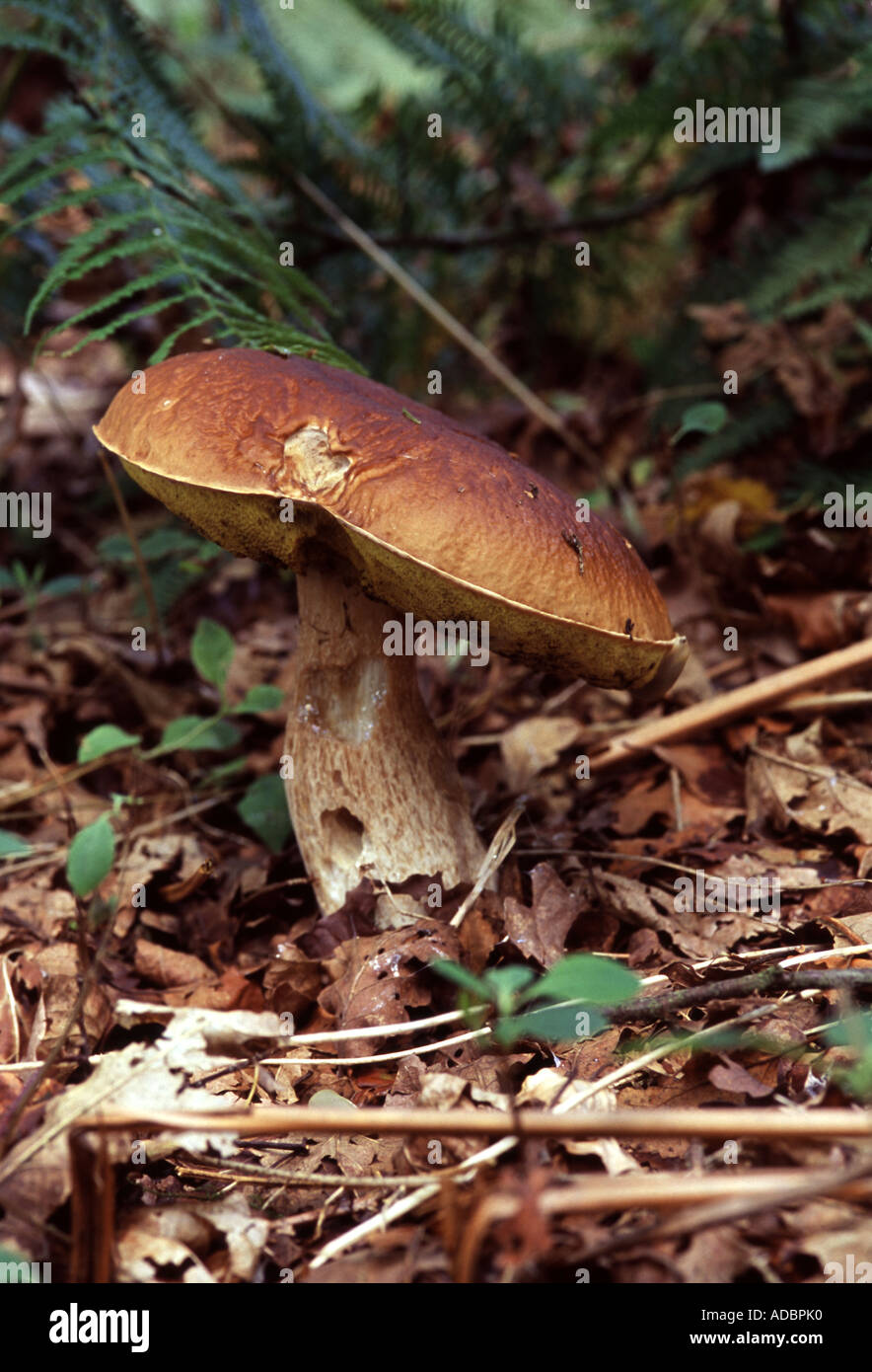 An unidentified species of Boletus, a common British fungus. Stock Photo