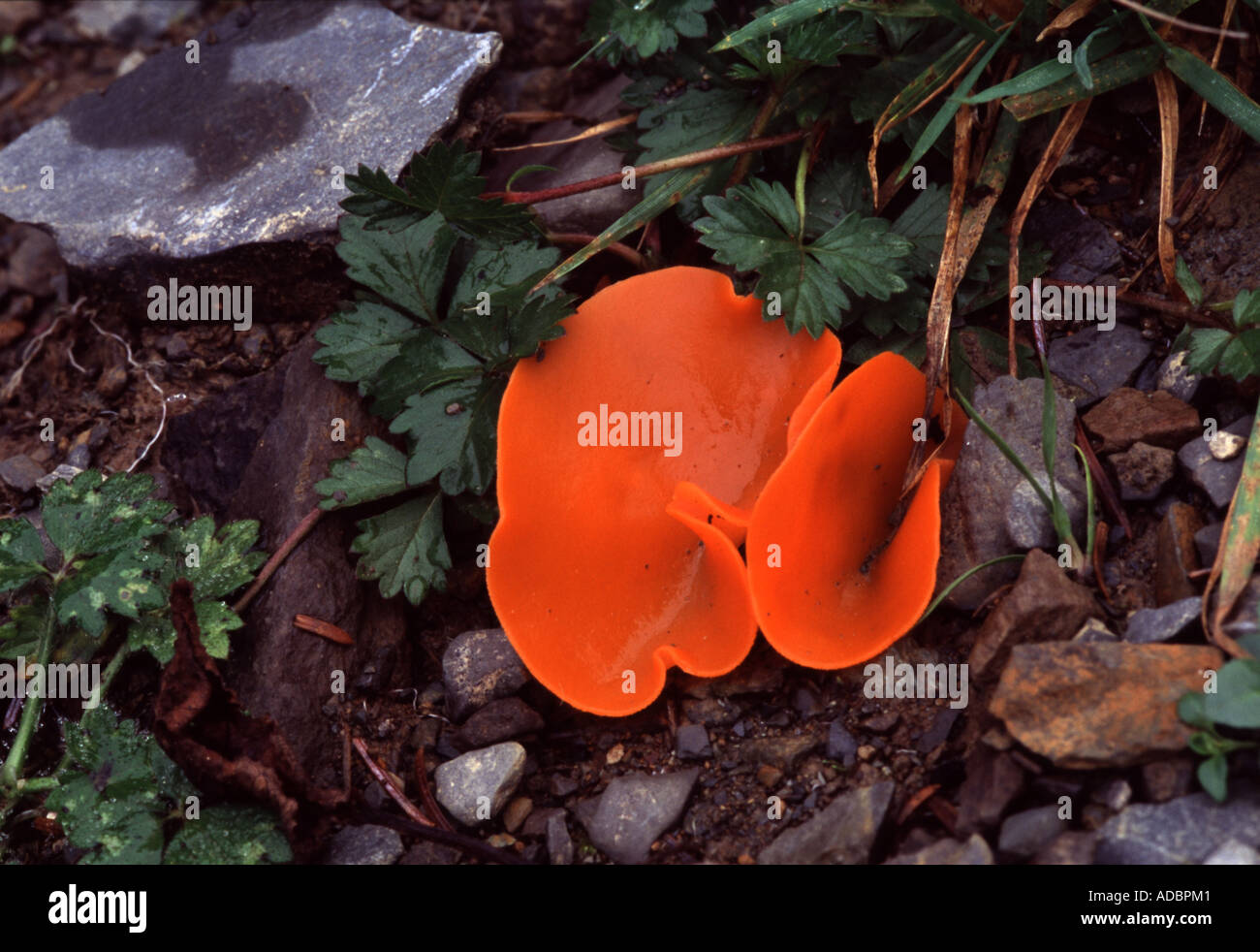 Peziza aurantia.Orange peel fungus Stock Photo