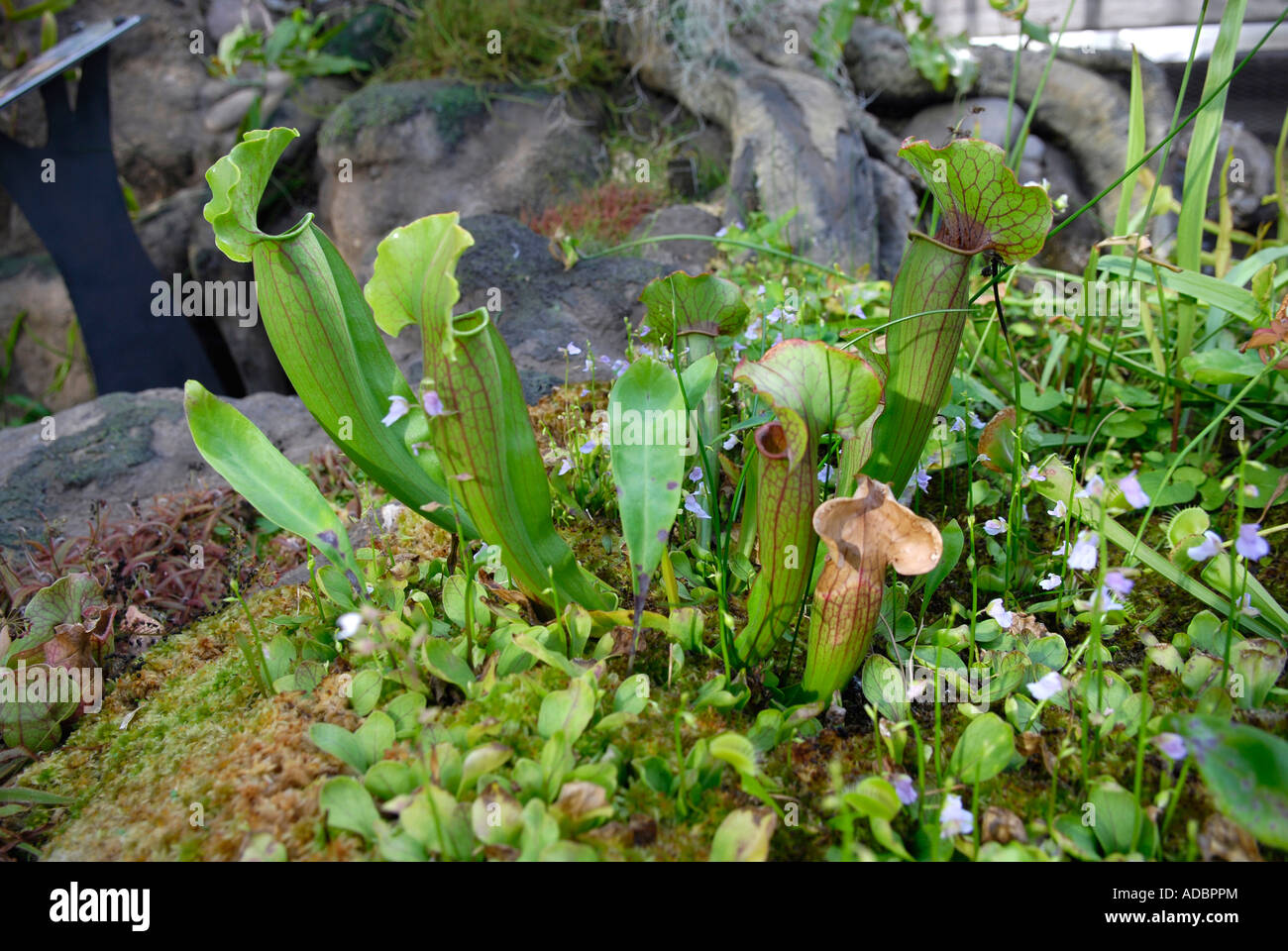 Butterwort Pitcher Plant of Florida at the Frederik Meijer Gardens and