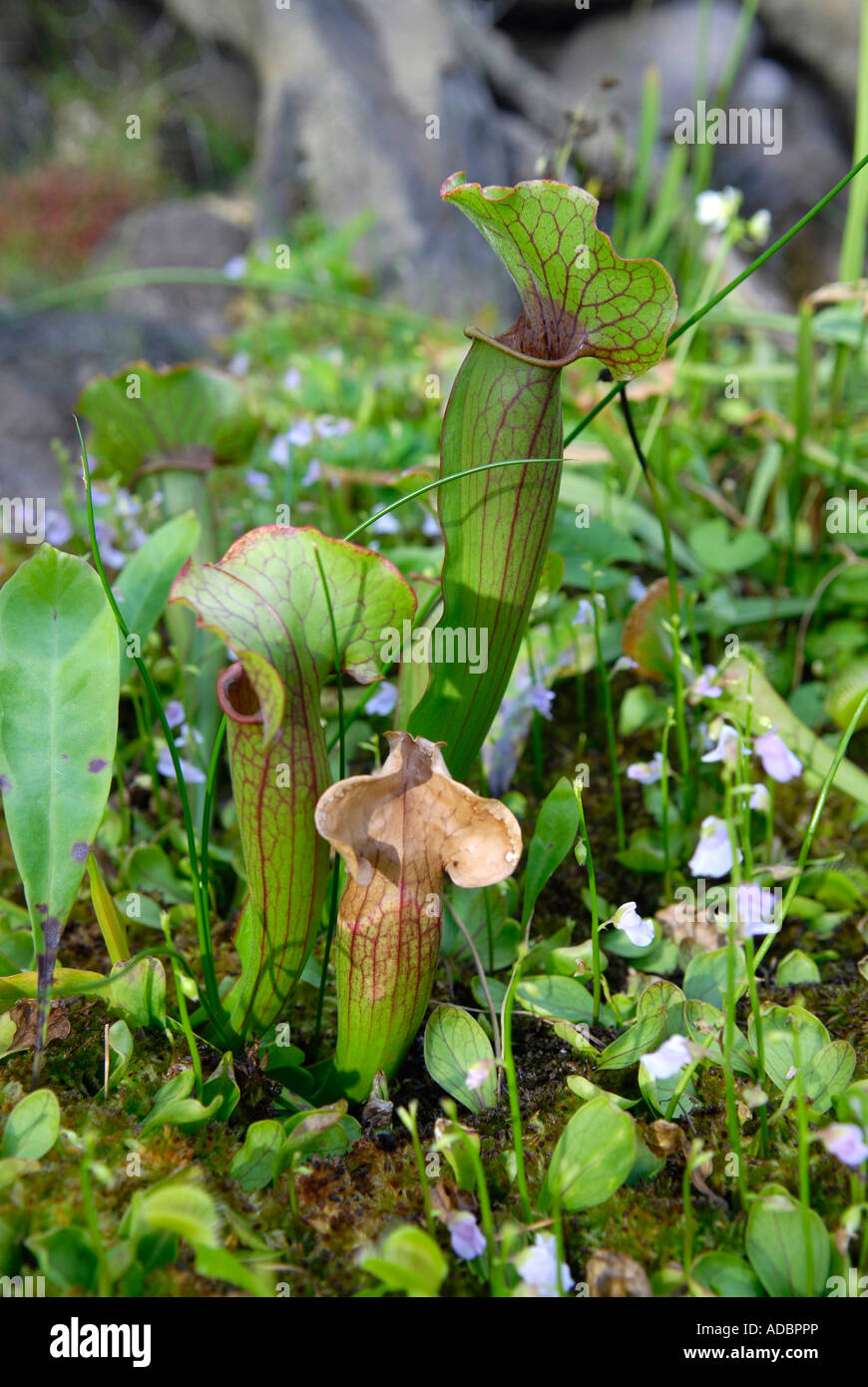 Butterwort Pitcher Plant of Florida at the Frederik Meijer Gardens and