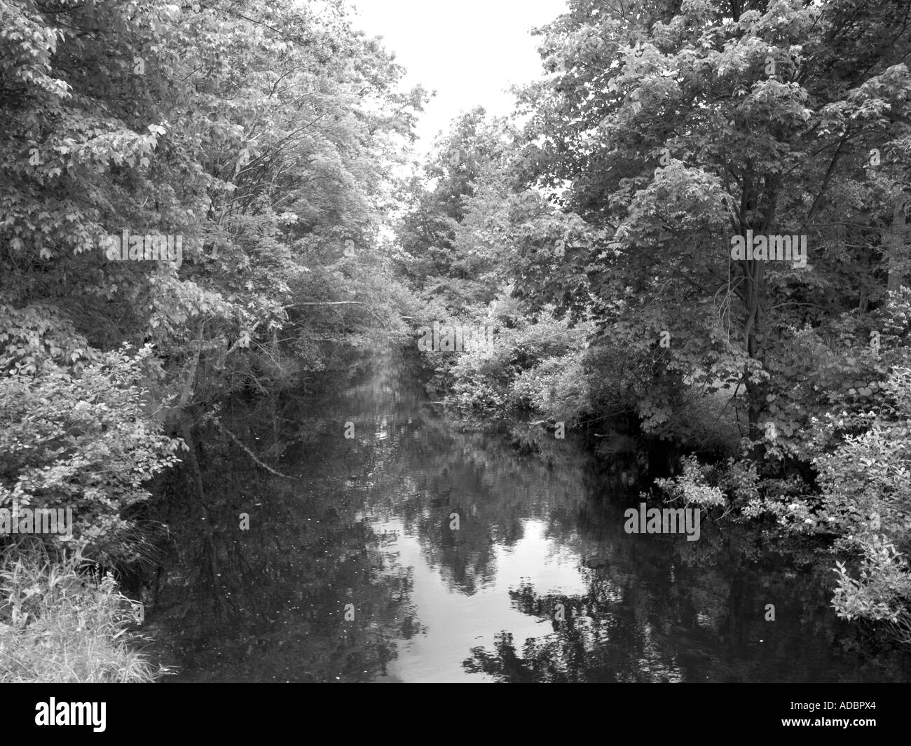 Black and white nature reflective pond with trees photography UK Stock Photo