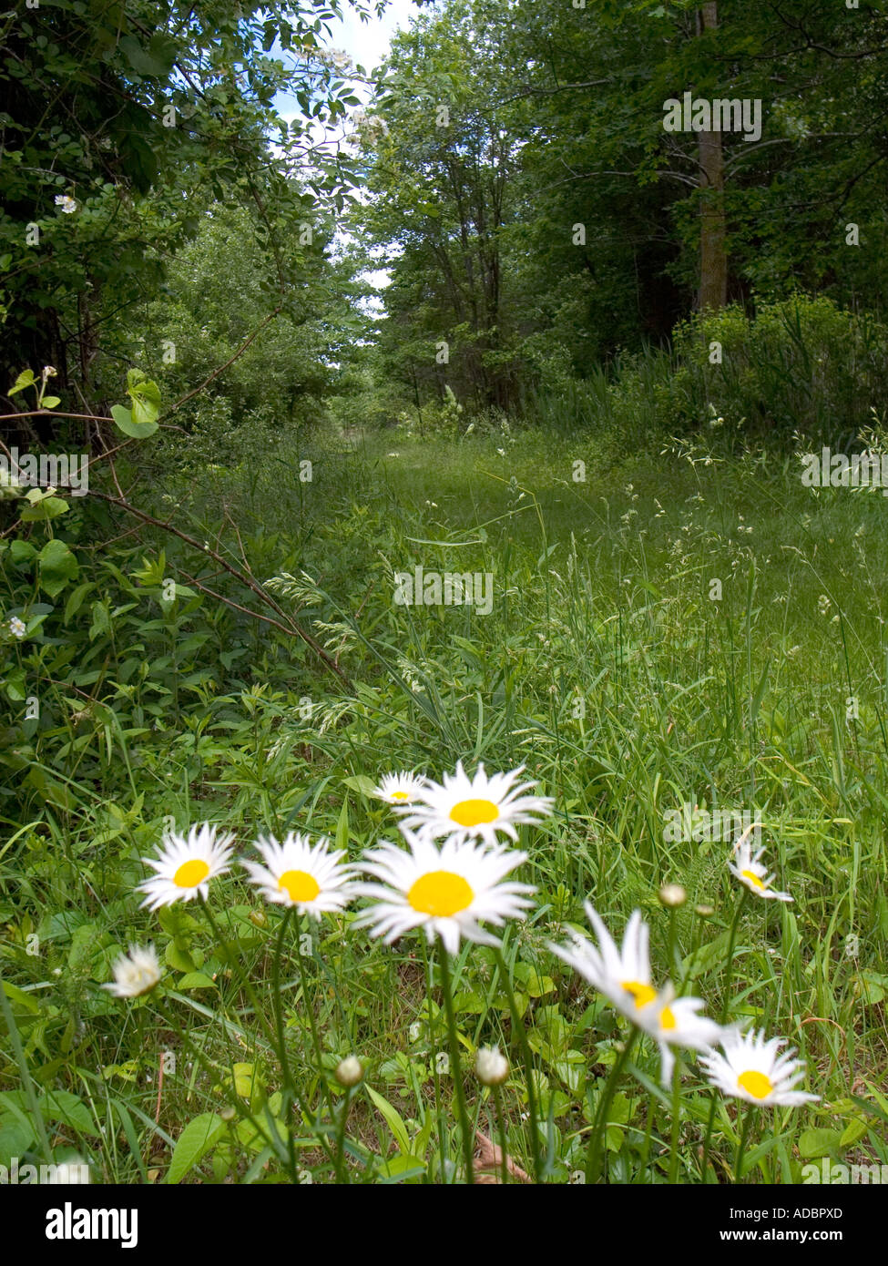 Summer concept small flowers along the Appalachian trail in Connecticut