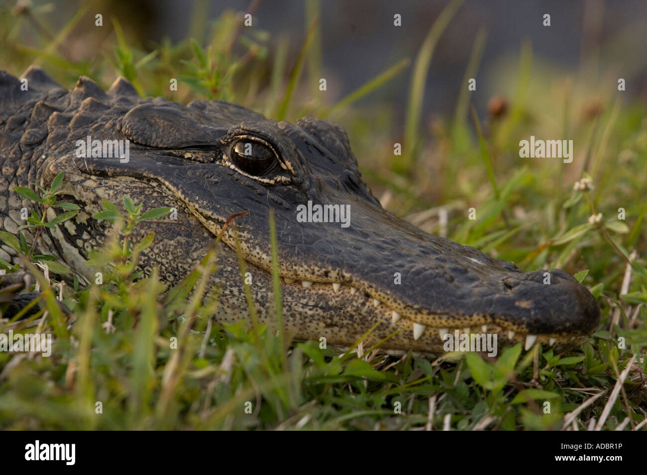 Ceramic alligator hi-res stock photography and images - Alamy