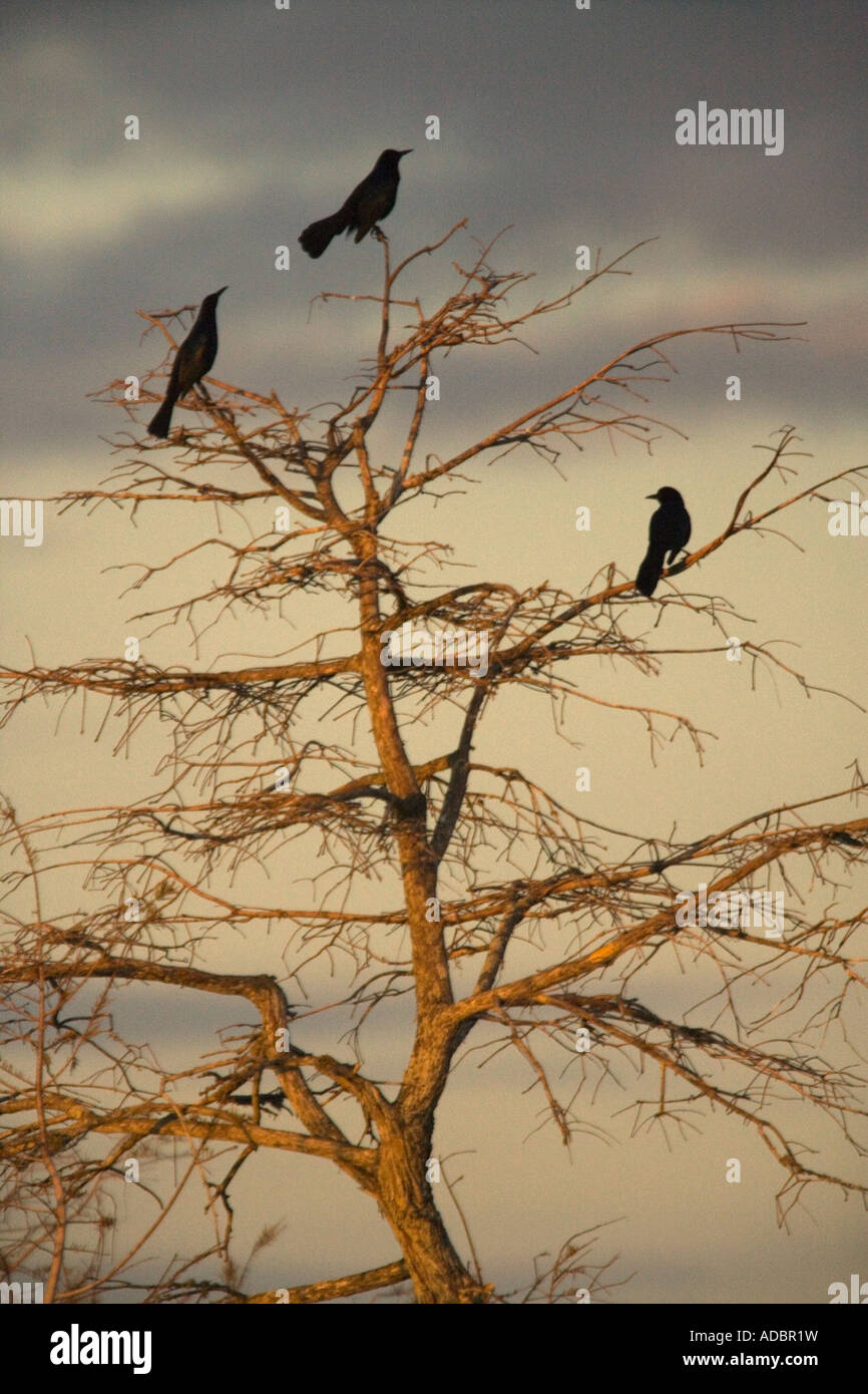 Group of boat tailed grackles (Quiscalus major) in cypress swamp, Everglades, Florida, USA Stock Photo