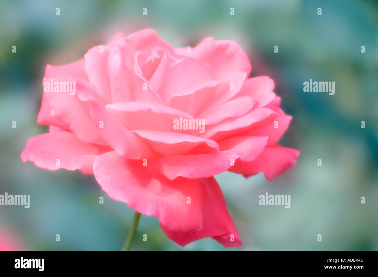 Light Red Rose Flower Stock Photo Alamy