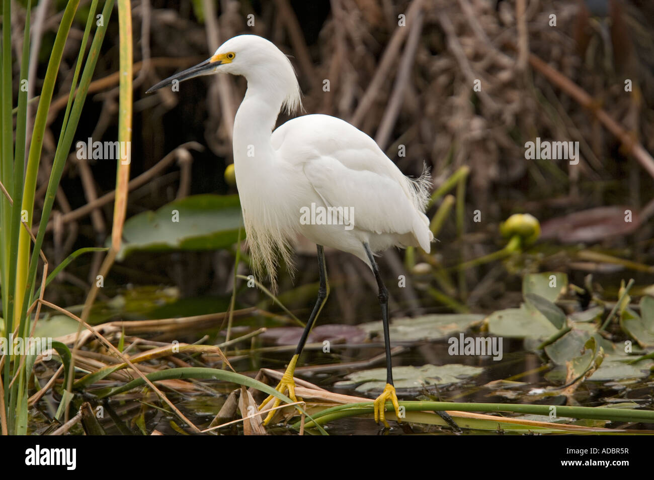 Snowy egret Egretta thula Stock Photo - Alamy