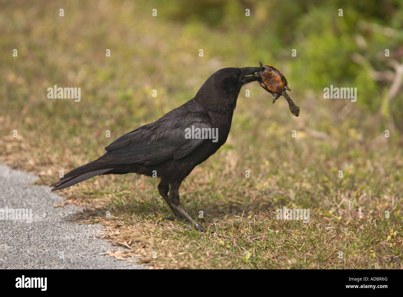 American crow killing and eating young Florida redbelly turtle Pseudemys nelsoni Stock Photo