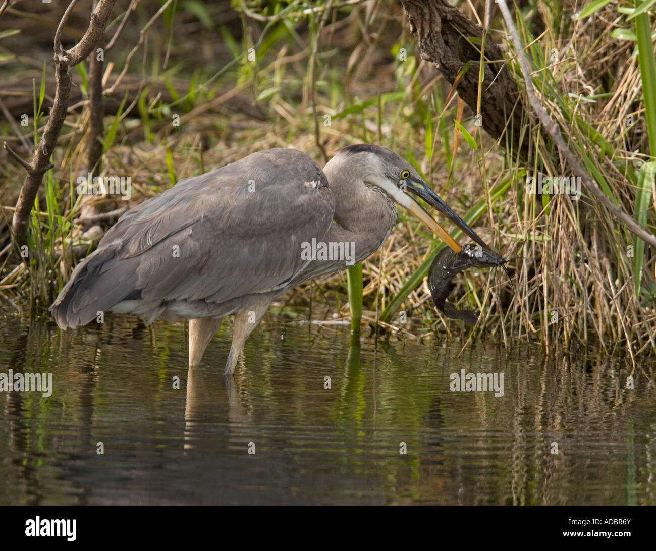 Great blue heron Ardea herodias catching and killing a walking catfish Clarias batrachus introduced fish spreading rapidly Stock Photo