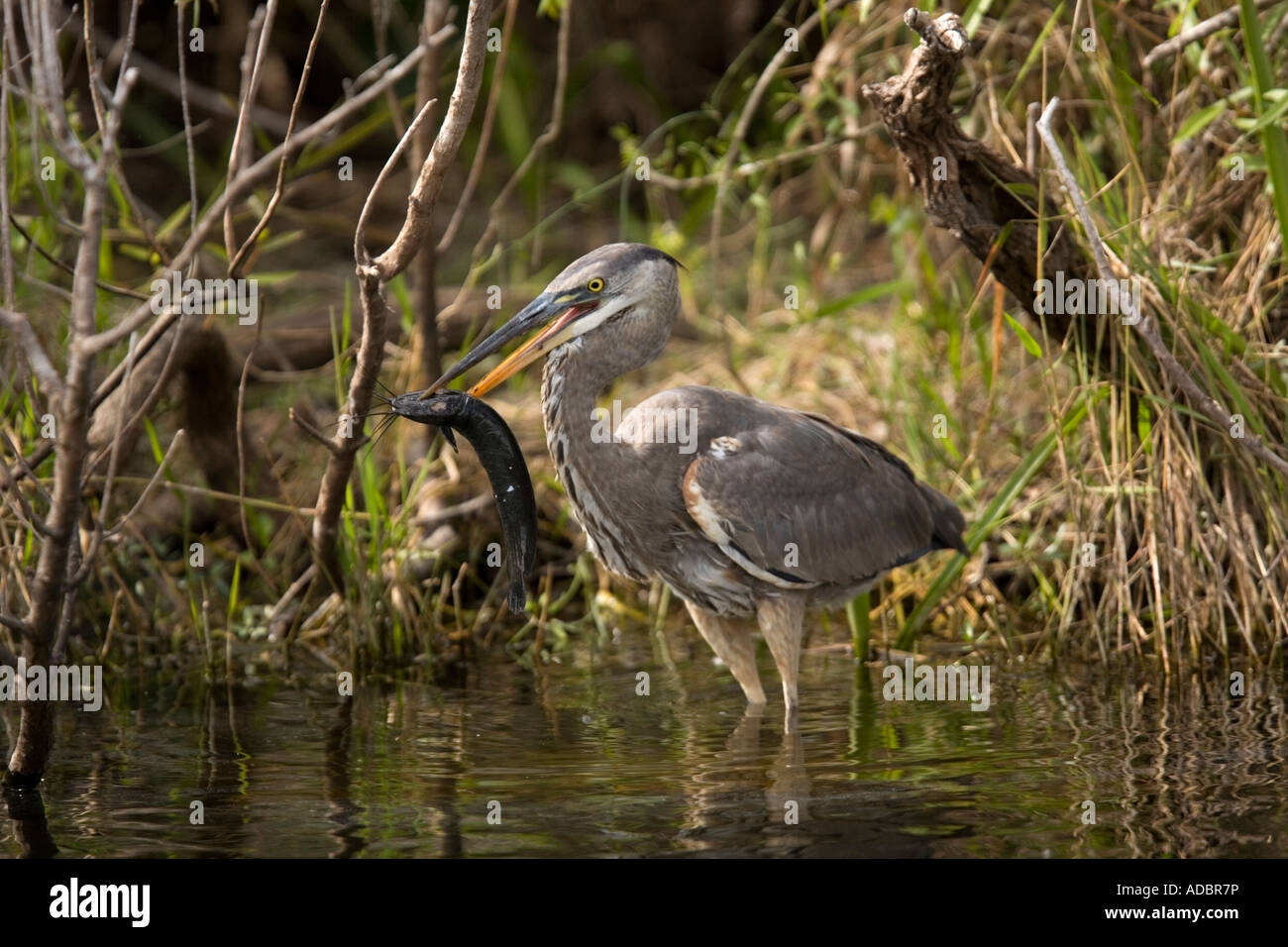 Great blue heron Ardea herodias catching and killing a walking catfish Clarias batrachus Everglades, Florida Stock Photo