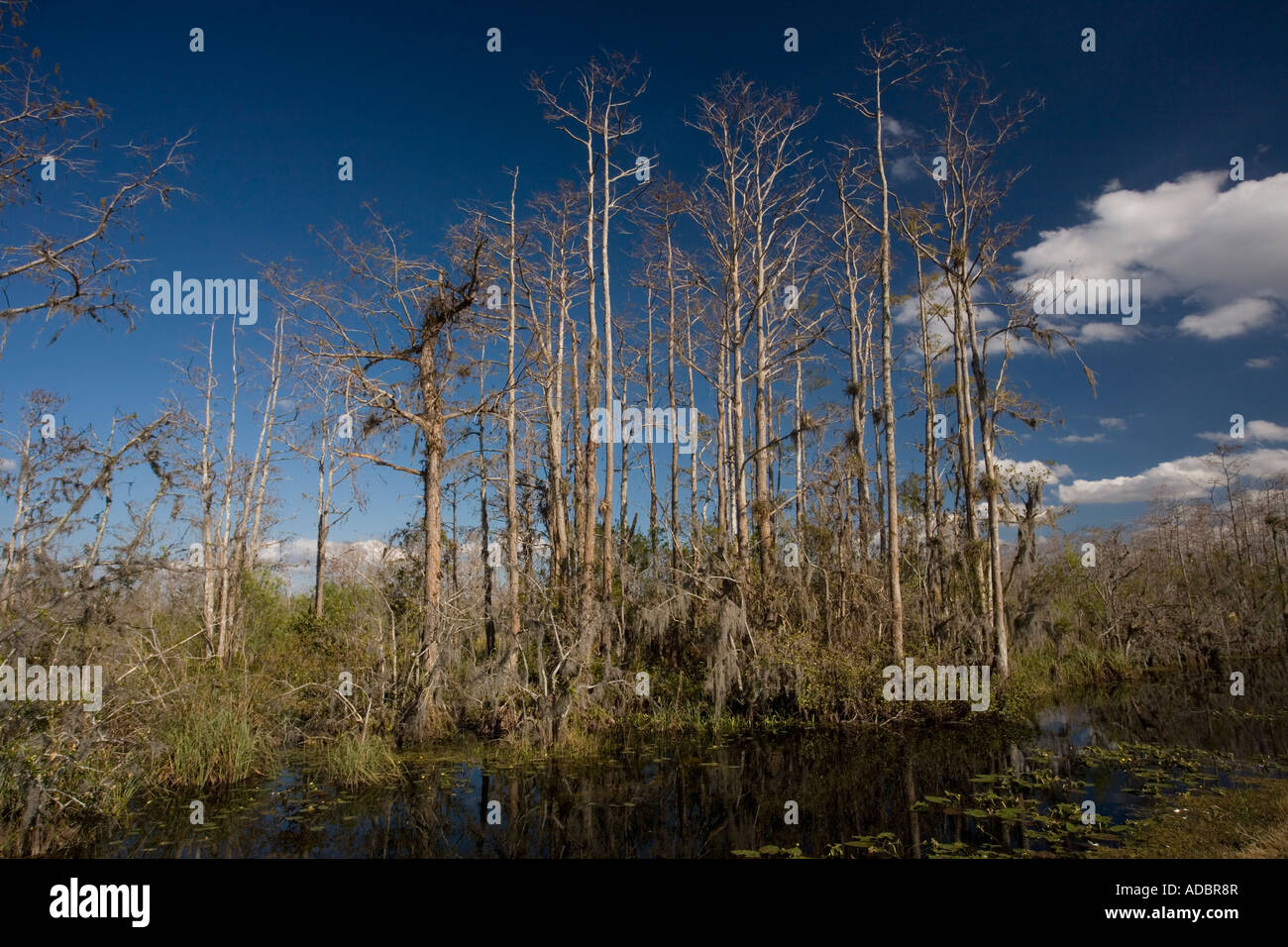 Swamp cypress woodland in Big Cypress National Preserve Everglades Florida Stock Photo