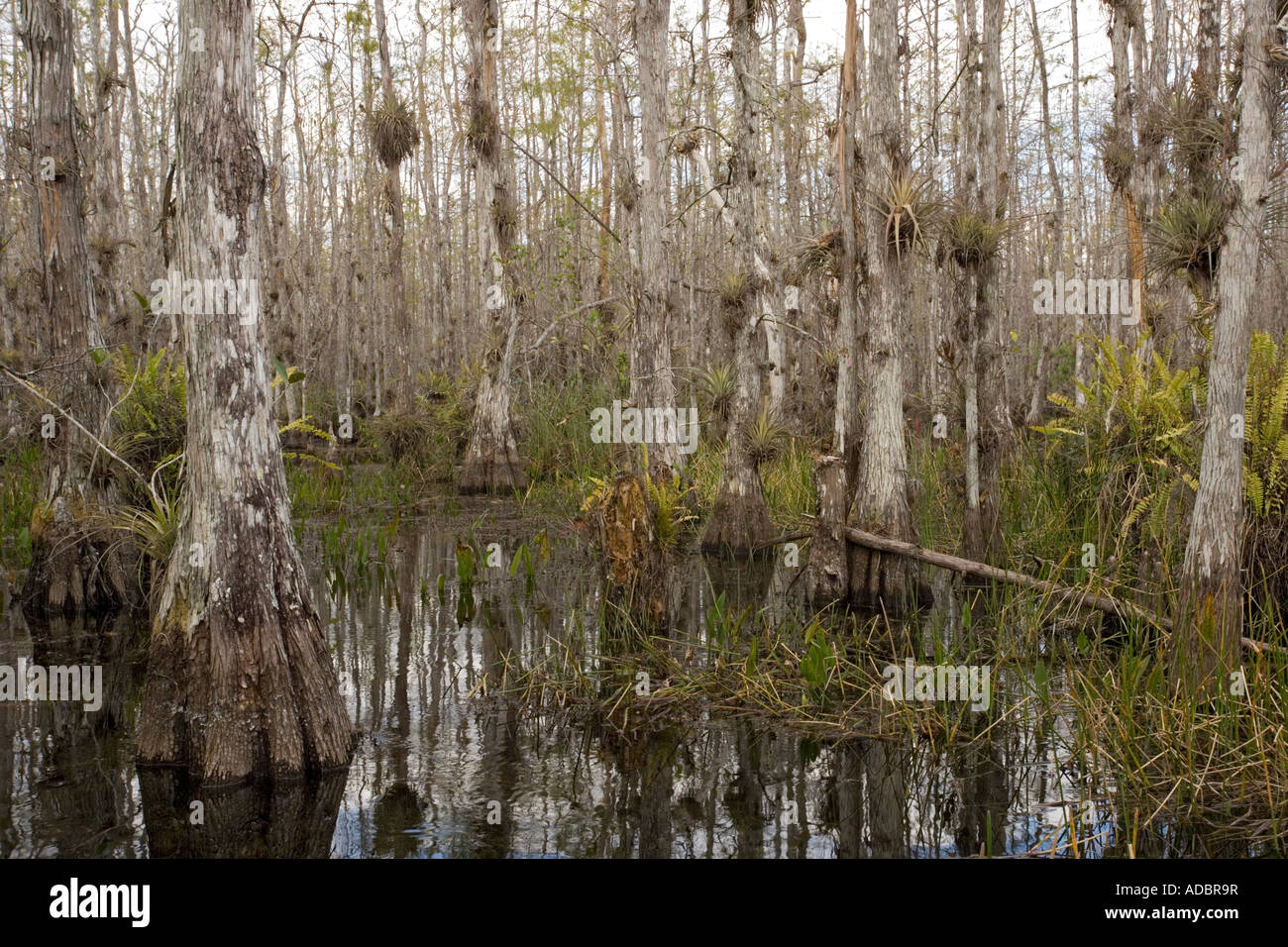 Swamp cypress woodland in Big Cypress National Preserve Everglades Florida With abundant epiphytes especially bromeliads Stock Photo