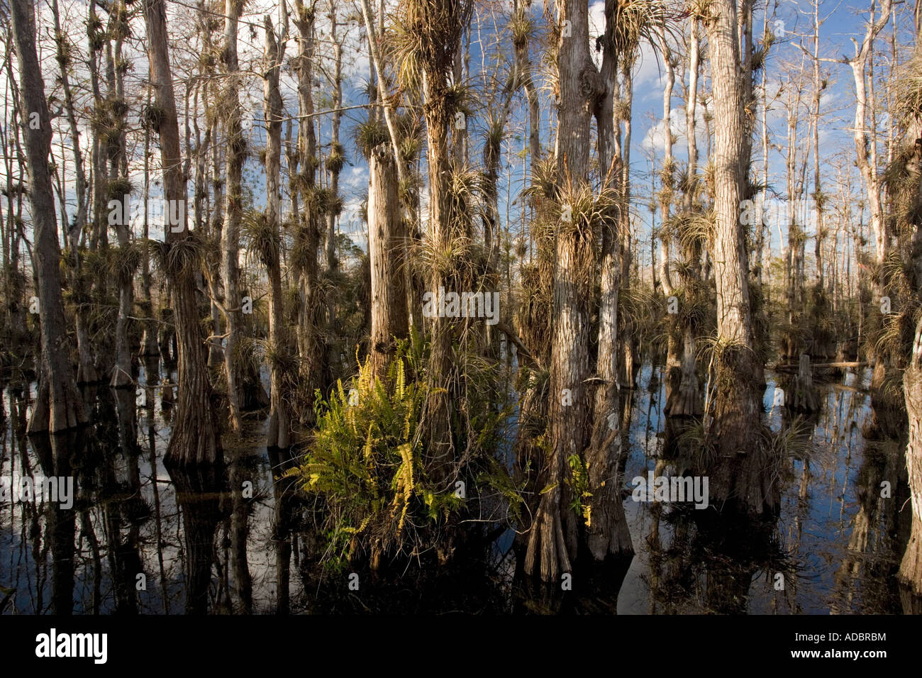 Swamp cypress woodland in Big Cypress National Preserve Everglades Florida Taxodium distichum Stock Photo