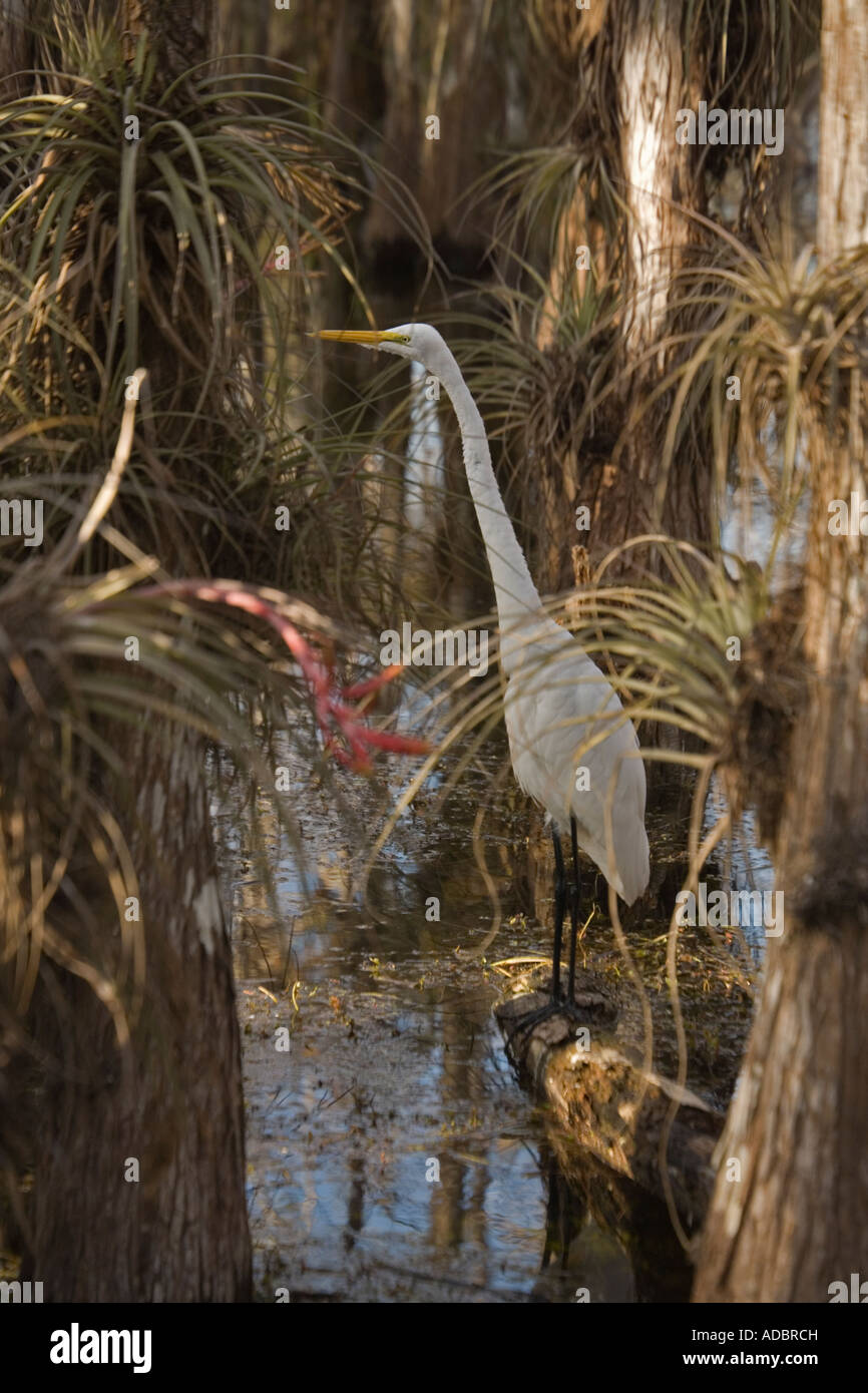 Great white egret or great egret fishing in swamp cypress woodland Stock Photo