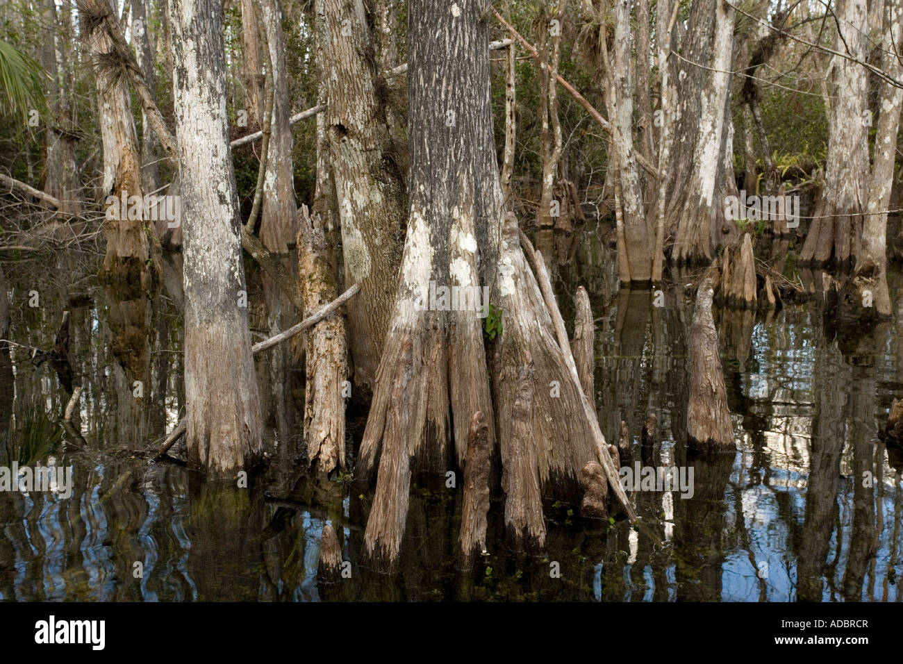 Swamp cypress woodland in Big Cypress National Preserve Everglades Florida Taxodium distichum Stock Photo
