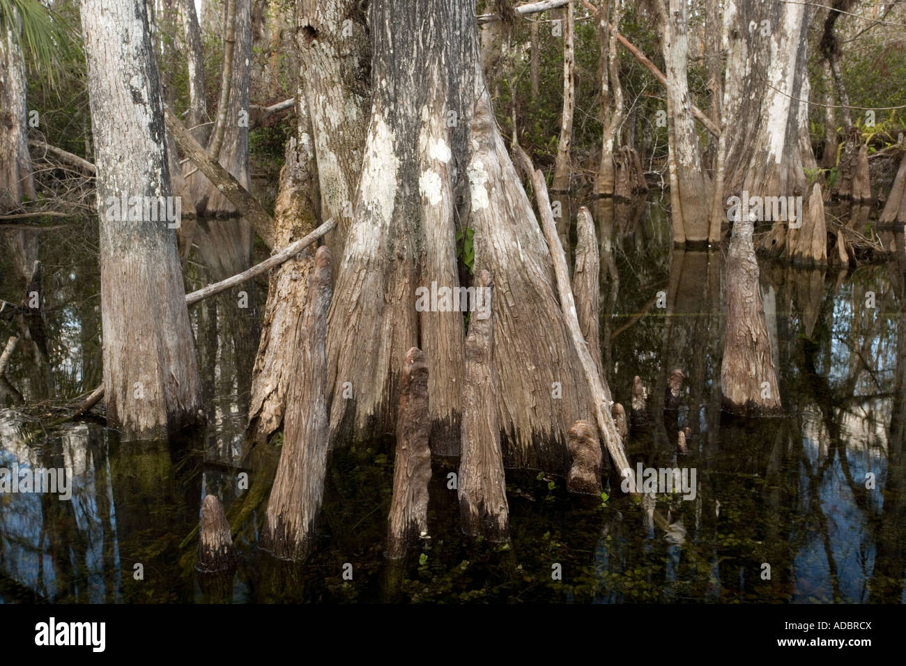 Swamp cypress (Taxodium distichum) woodland in Big Cypress National Preserve, Everglades, Florida, USA Stock Photo