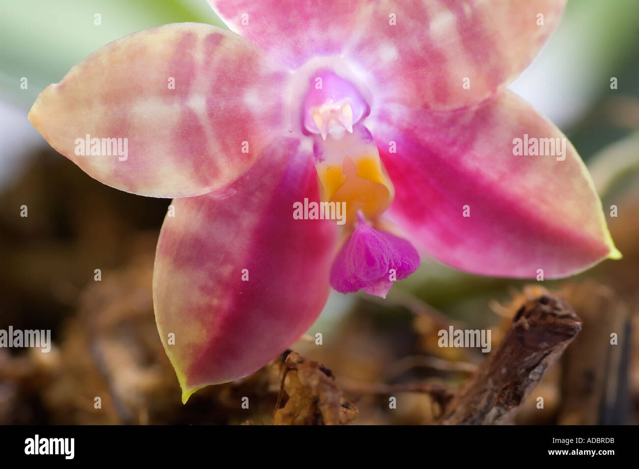 Phalaenopsis Orchid Flower Close-up Stock Photo