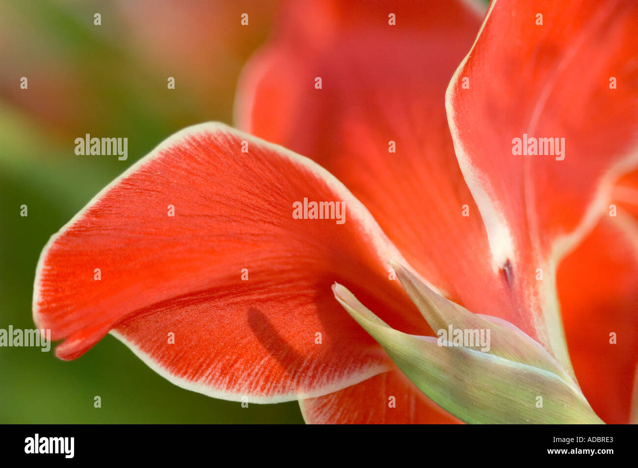 Red Perennial Gladiolus Flower Stock Photo