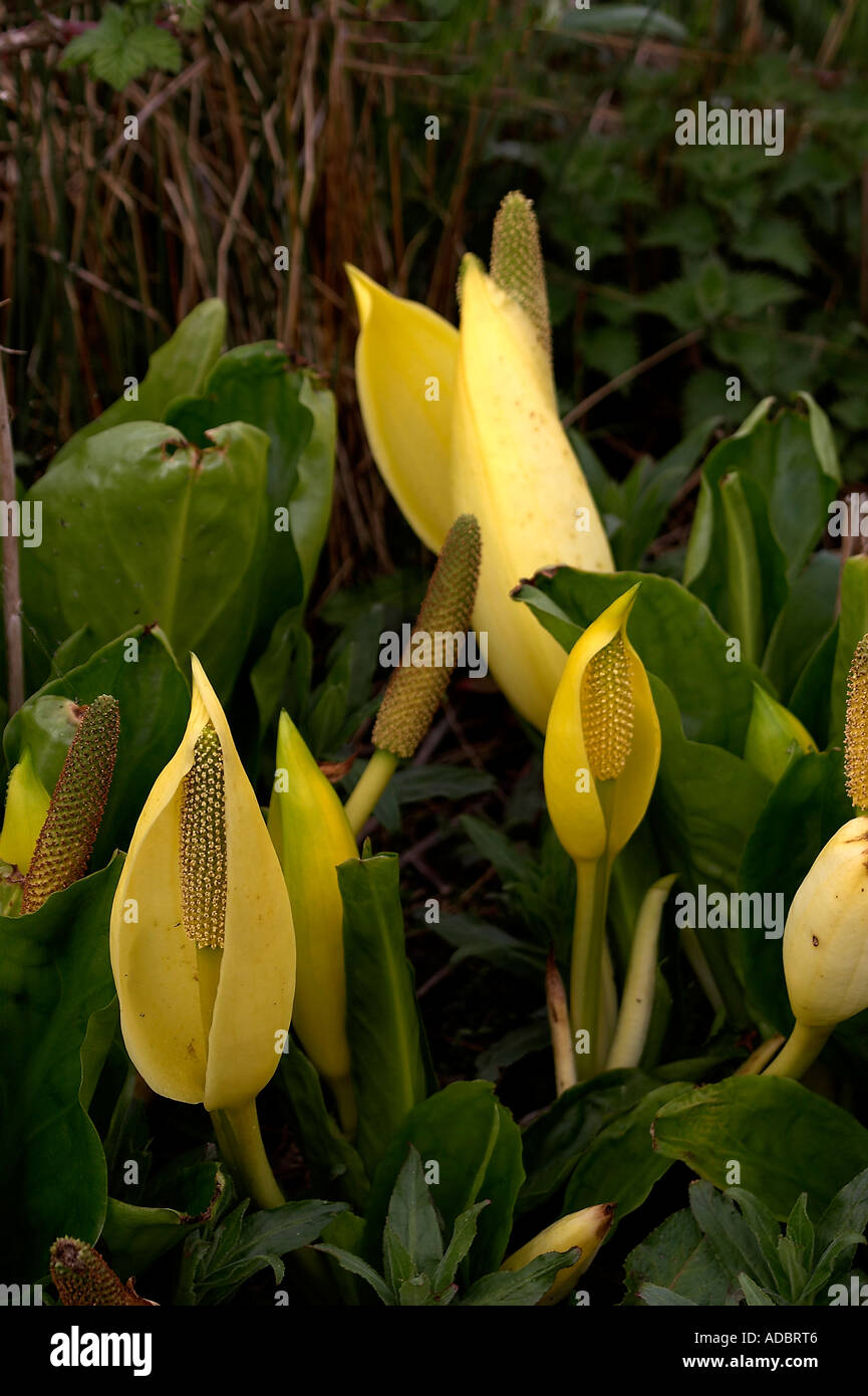 American Skunk cabbage Lysichiton americanus Stock Photo - Alamy