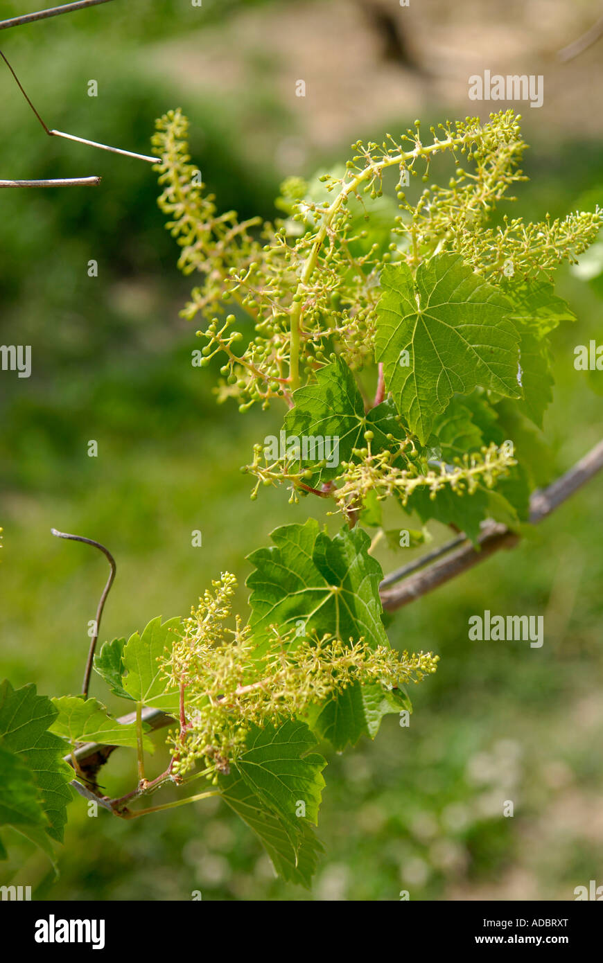 Grapes forming on vines at the Tabor Hill Winery in the Southwest