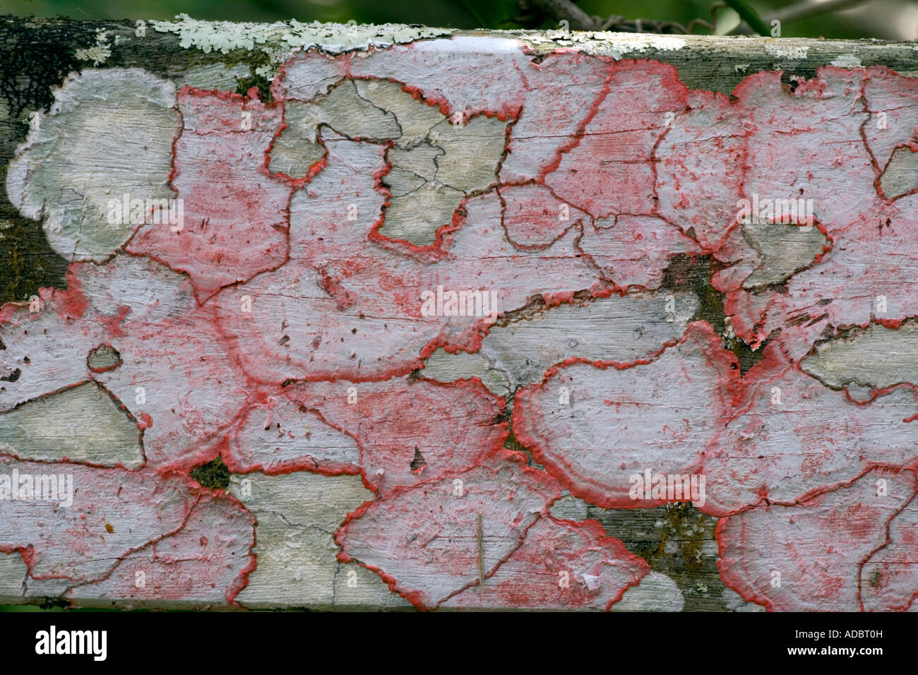 Baton rouge lichen on wood Everglades Herpothallon sanguineum Stock Photo