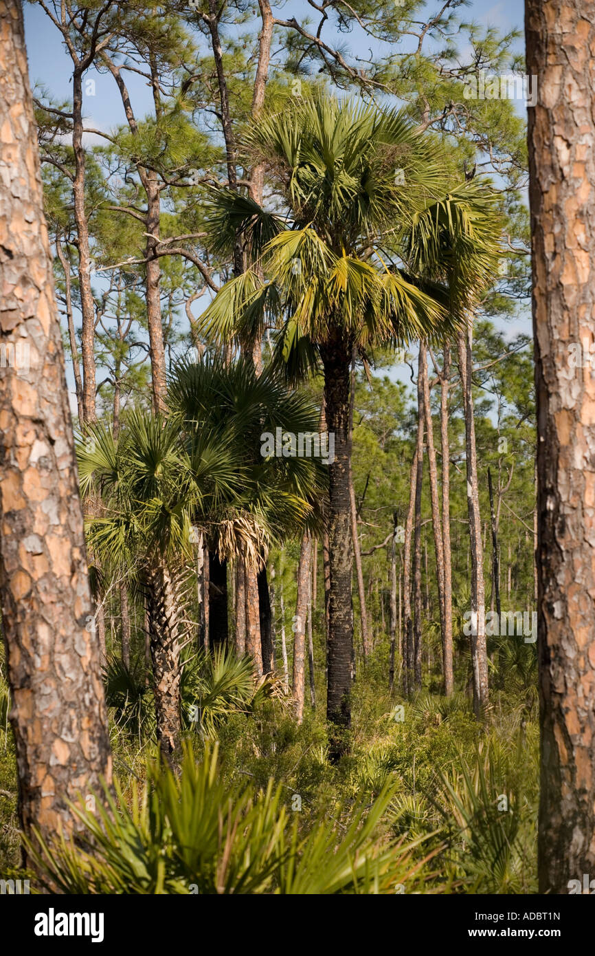 Cabbage palm in slash pine Pinus elliottii woodland everglades Stock Photo