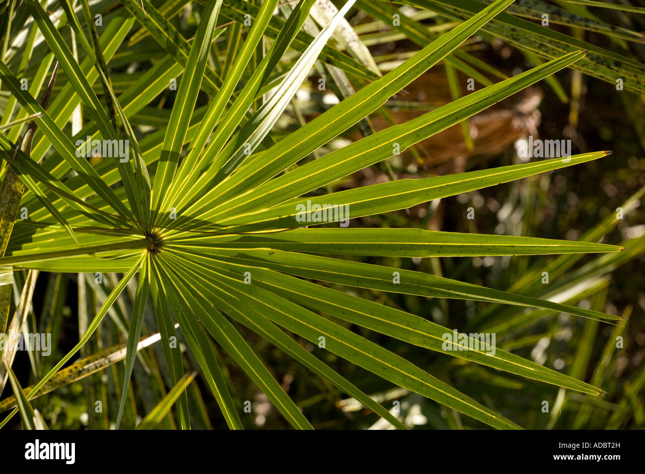 Sabal palmornamental hires stock photography and images Alamy