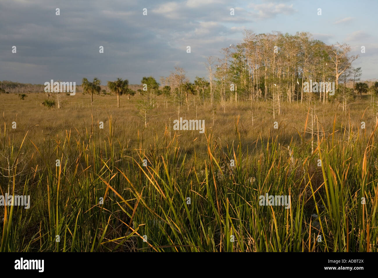 Everglades view with swamp cypress cabbage palm and egrets in Big Cypress National Preserve Stock Photo