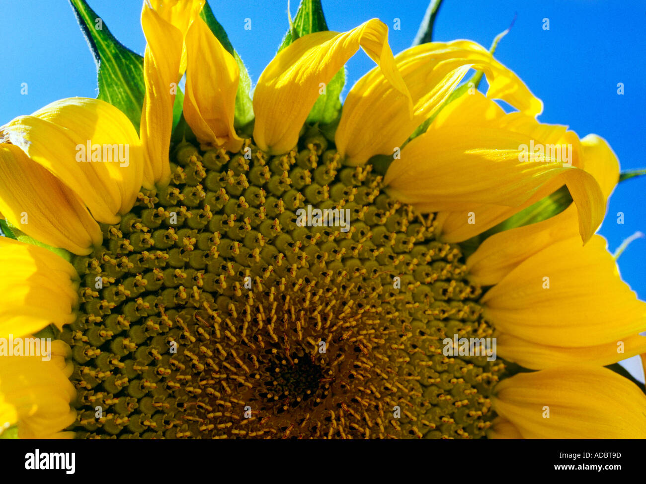 Sunflower Stock Photo