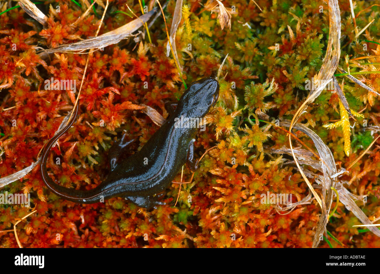 Growing sphagnum moss  : Newts and Salamanders Portal