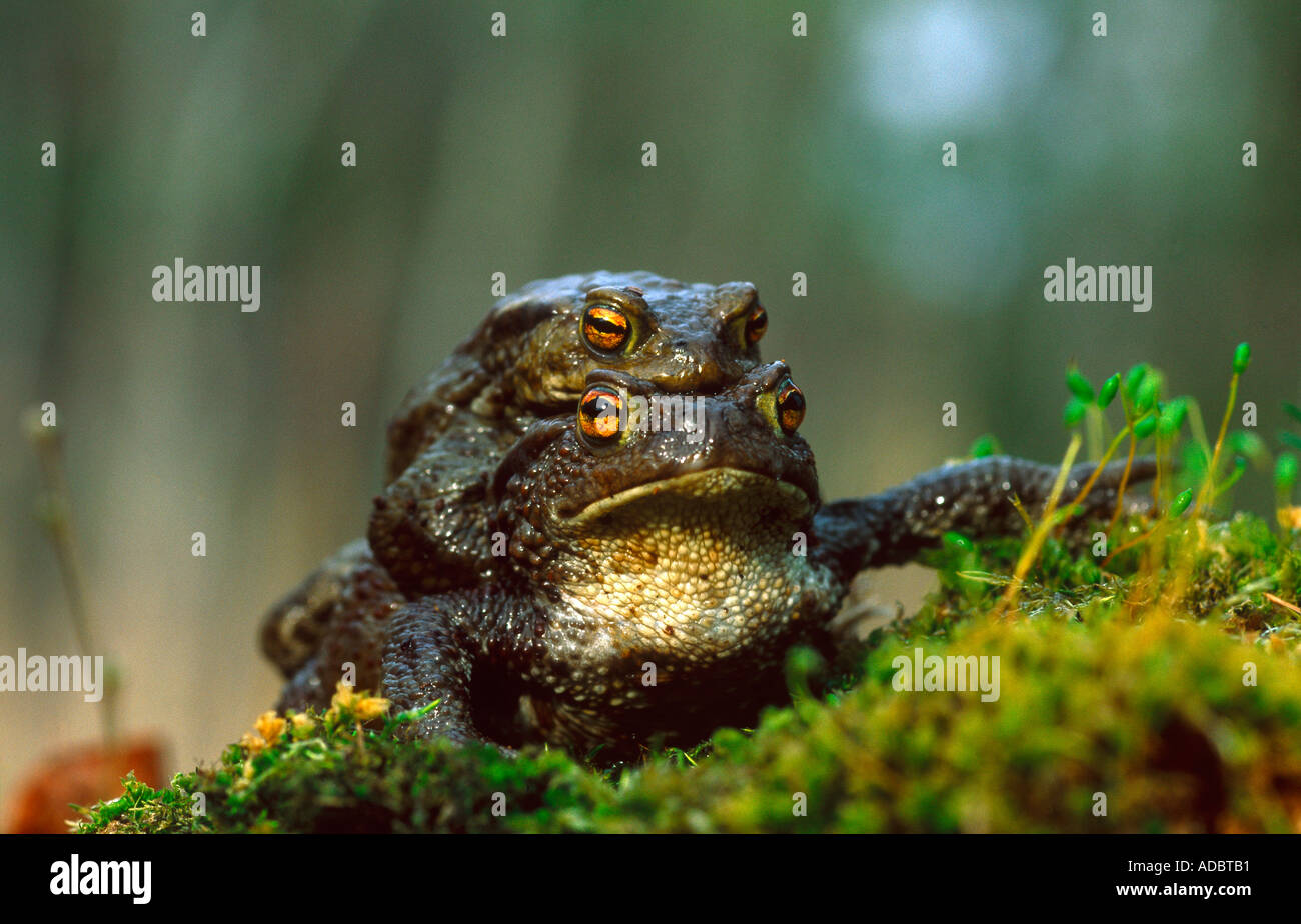 Amplexus Amplexus mating hi-res stock photography and images - Alamy