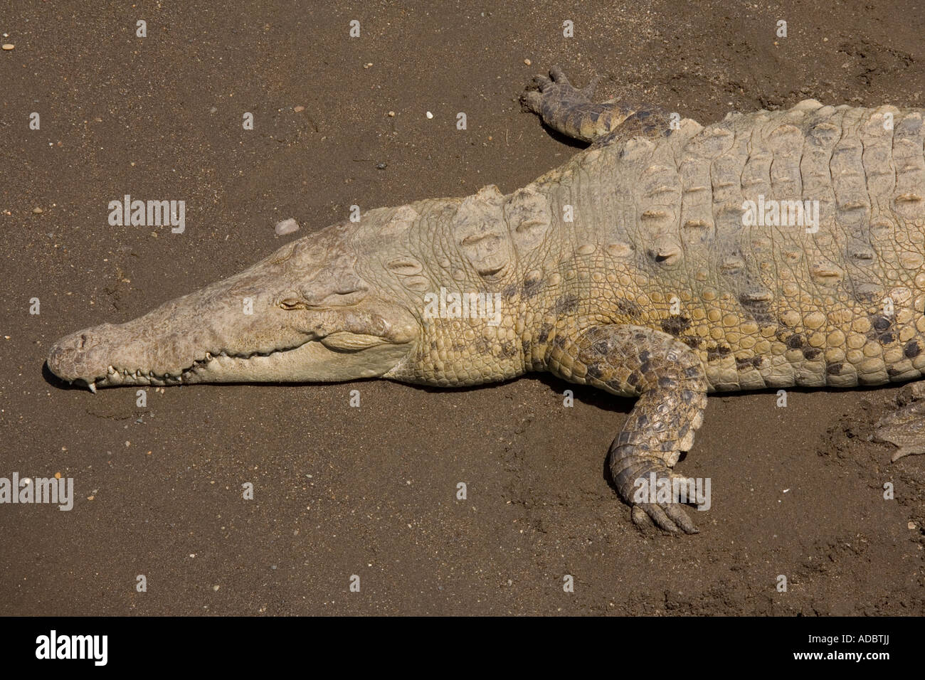 American crocodiles basking on river bank Crocodylus acutus Stock Photo